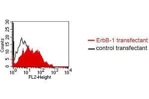 FACS analysis of BOSC23 cells using DP-4A1. (EGFR Antikörper)