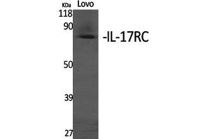 Western Blotting (WB) image for anti-Interleukin 17 Receptor C (IL17RC) antibody (ABIN5957059) (IL17RC Antikörper)
