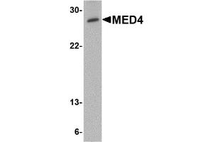 Western Blotting (WB) image for anti-Mediator Complex Subunit 4 (MED4) (C-Term) antibody (ABIN1030514) (MED4 Antikörper  (C-Term))