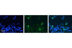 Immunohistochemistry (IHC) image for anti-Carbonic Anhydrase IV (CA4) (C-Term) antibody (ABIN310146) (CA4 Antikörper  (C-Term))