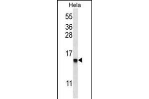 Western blot analysis in Hela cell line lysates (35ug/lane). (DEFB112 Antikörper  (N-Term))