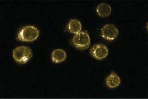 Immunofluoresence staining of Jurkat cells (Human T-cell leukemia, ATCC TIB-152). (CD45 Antikörper  (AA 535-730))