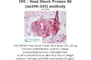 Image no. 3 for anti-Heat Shock Protein 90 (HSP90) (AA 250-325) antibody (ABIN1735382)