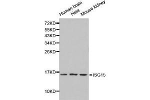 Western blot analysis of extracts of various cell lines, using ISG15 antibody. (ISG15 Antikörper  (AA 1-165))