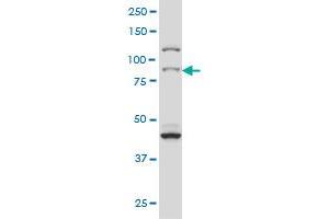 RPS6KA2 monoclonal antibody (M01), clone 1F6 Western Blot analysis of RPS6KA2 expression in Hela S3 NE .