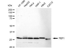 Western blotting analysis using PEF1 antibody (ABIN7799754). (Rekombinanter PEF1 Antikörper)