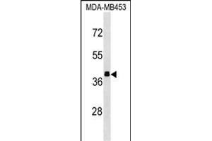 ALDOB Antibody (N-term) (ABIN1539292 and ABIN2850253) western blot analysis in MDA-M cell line lysates (35 μg/lane). (ALDOB Antikörper  (N-Term))