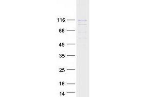 Validation with Western Blot (HSPA4 Protein (Myc-DYKDDDDK Tag))