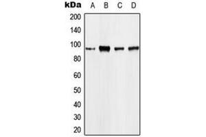 Western blot analysis of EEF2 expression in A431 (A), MCF7 (B), mouse kidney (C), rat kidney (D) whole cell lysates. (EEF2 Antikörper  (N-Term))