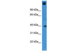 Image no. 1 for anti-General Transcription Factor IIA, 1, 19/37kDa (GTF2A1) (AA 227-276) antibody (ABIN6746031)