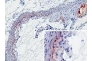 Immunohistochemistry (IHC) image for anti-Mannose-Binding Lectin (Protein A) 1 (Mbl1) antibody (ABIN1108168)