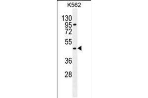 Western blot analysis in K562 cell line lysates (35ug/lane). (CPA3 Antikörper  (AA 255-284))