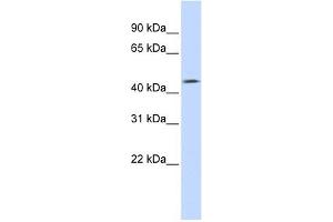 TMEFF1 antibody used at 1 ug/ml to detect target protein. (TMEFF1 Antikörper  (Middle Region))