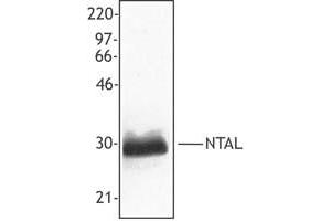 Image no. 1 for anti-Linker For Activation of T Cells Family, Member 2 (LAT2) (AA 91-244) antibody (ABIN205357) (LAT2 Antikörper  (AA 91-244))