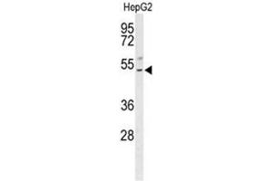 Western blot analysis of BLZF1 Antibody (Center) in HepG2 cell line lysates (35µg/lane). (BLZF1 Antikörper  (Middle Region))