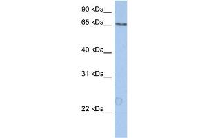 WB Suggested Anti-KIAA0020 Antibody Titration:  0. (KIAA0020 Antikörper  (N-Term))