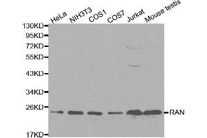 Western blot analysis of extracts of various cell lines, using RAN antibody. (RAN Antikörper  (AA 1-216))