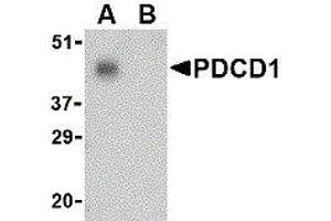 Western Blotting (WB) image for anti-Programmed Cell Death 1 (PDCD1) (C-Term) antibody (ABIN2479657) (PD-1 Antikörper  (C-Term))