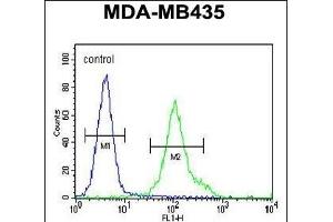 ZN Antibody (N-term) (ABIN655412 and ABIN2844957) flow cytometric analysis of MDA-M cells (right histogram) compared to a negative control cell (left histogram). (ZNF605 Antikörper  (N-Term))