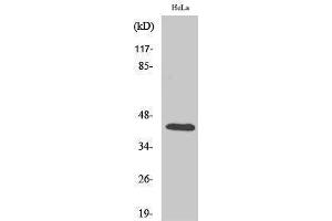 Western Blotting (WB) image for anti-cAMP Responsive Element Binding Protein 1 (CREB1) (Ser257) antibody (ABIN3184076) (CREB1 Antikörper  (Ser257))