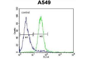 C5AR1 Antibody (Center) flow cytometric analysis of A549 cells (right histogram) compared to a negative control cell (left histogram). (C5AR1 Antikörper  (Middle Region))
