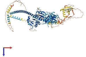 TXNDC11 Protein (AA 1-985) (His tag)