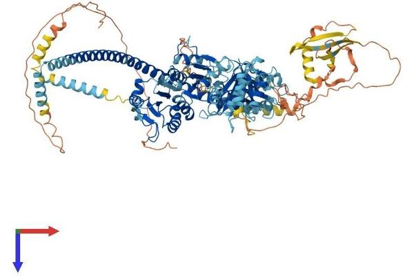 TXNDC11 Protein (AA 1-985) (His tag)