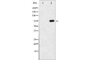 Western blot analysis of Tau phosphorylation expression in 293 whole cell lysates,The lane on the left is treated with the antigen-specific peptide. (MAPT Antikörper  (pSer356))