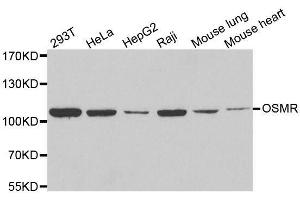 Western blot analysis of extracts of various cell lines, using OSMR antibody. (Oncostatin M Receptor Antikörper  (AA 30-330))