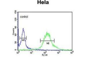 Flow cytometric analysis of Hela cells using GTSE1 Antibody (C-term) Cat. (GTSE1 Antikörper  (C-Term))