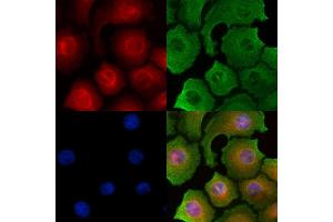 ABIN6262602 and ABIN6278905 staining HepG2 cells by IF/ICC. (INSL5 Antikörper  (Internal Region))