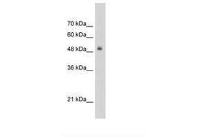 Image no. 1 for anti-Transcription Factor 3 (E2A Immunoglobulin Enhancer Binding Factors E12/E47) (TCF3) (AA 505-554) antibody (ABIN203333) (TCF3 Antikörper  (AA 505-554))