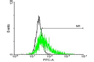 FACS analysis of negative control 293 cells (Black) and GPR50 expressing 293 cells (Green) using GPR50 purified MaxPab mouse polyclonal antibody. (GPR50 Antikörper  (AA 1-617))