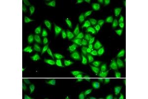 Immunofluorescence analysis of HeLa cells using PCMT1 Polyclonal Antibody (PCMT1 Antikörper)