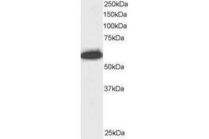 Western Blotting (WB) image for anti-Nucleoporin 50kDa (NUP50) (C-Term) antibody (ABIN2466027) (NUP50 Antikörper  (C-Term))