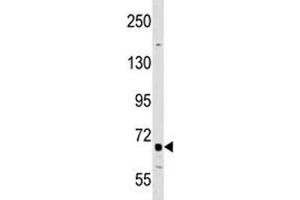 DR6 antibody western blot analysis in A549 lysate. (TNFRSF21 Antikörper  (AA 356-385))