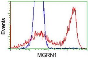 HEK293T cells transfected with either RC208284 overexpress plasmid (Red) or empty vector control plasmid (Blue) were immunostained by anti-MGRN1 antibody (ABIN2454425), and then analyzed by flow cytometry. (Mahogunin RING Finger Protein 1 Antikörper)
