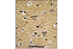 Formalin-fixed and paraffin-embedded human brain tissue reacted with PRDX2 Antibody (C-term), which was peroxidase-conjugated to the secondary antibody, followed by DAB staining. (Peroxiredoxin 2 Antikörper  (C-Term))