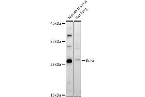 Western blot analysis of extracts of various cell lines, using Bcl-2 antibody (ABIN7265813) at 1:1000 dilution. (Bcl-2 Antikörper  (AA 1-100))
