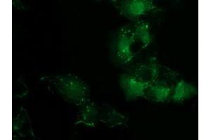 Anti-PDLIM2 mouse monoclonal antibody (ABIN2454459) immunofluorescent staining of COS7 cells transiently transfected by pCMV6-ENTRY PDLIM2 (RC210022). (PDLIM2 Antikörper)