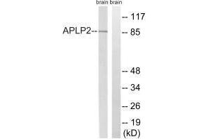 Western blot analysis of extracts from rat brain cells, using APLP2 (Ab-755) antibody. (APLP2 Antikörper  (Tyr755))