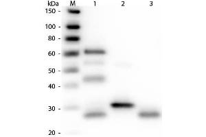 Western Blot of Anti-Chicken IgG (H&L) (RABBIT) Antibody . (Kaninchen anti-Huhn IgG (Heavy & Light Chain) Antikörper (Biotin) - Preadsorbed)