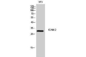 Western Blotting (WB) image for anti-Intercellular Adhesion Molecule 2 (ICAM2) (Internal Region) antibody (ABIN3185122) (ICAM2 Antikörper  (Internal Region))