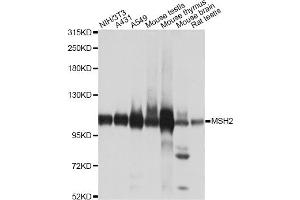 Western blot analysis of extracts of various cell lines, using MSH2 antibody. (MSH2 Antikörper)