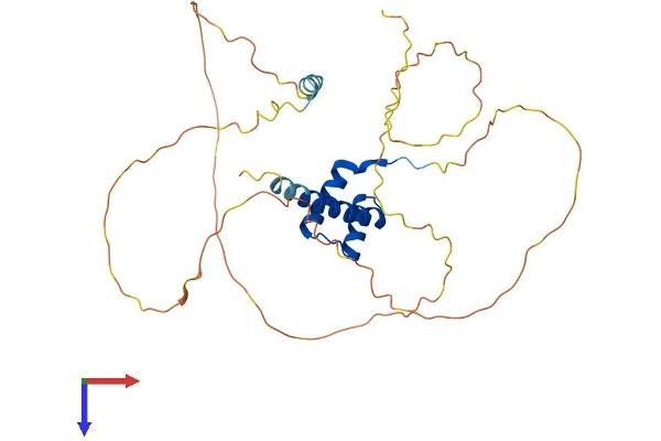 Homeobox A11 Protein (HOXA11) (AA 1-313) (His tag)