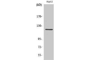 Western Blotting (WB) image for anti-Neuropilin 1 (NRP1) (Internal Region) antibody (ABIN3176301) (Neuropilin 1 Antikörper  (Internal Region))