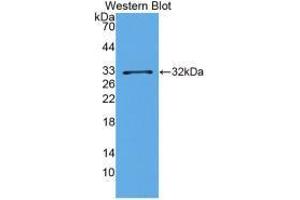 Western Blot; Sample: Recombinant BDNF, Porcine. (MMP23A Antikörper)