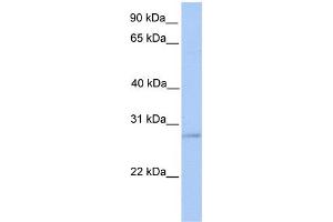 WB Suggested Anti-ORAI2 Antibody Titration:  0. (ORAI2 Antikörper  (Middle Region))