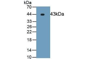 Detection of Recombinant ERK2, Human using Polyclonal Antibody to Extracellular Signal Regulated Kinase 2 (ERK2) (ERK2 Antikörper  (AA 104-342))