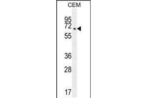 Western blot analysis in CEM cell line lysates (35ug/lane). (COX10 Antikörper  (C-Term))